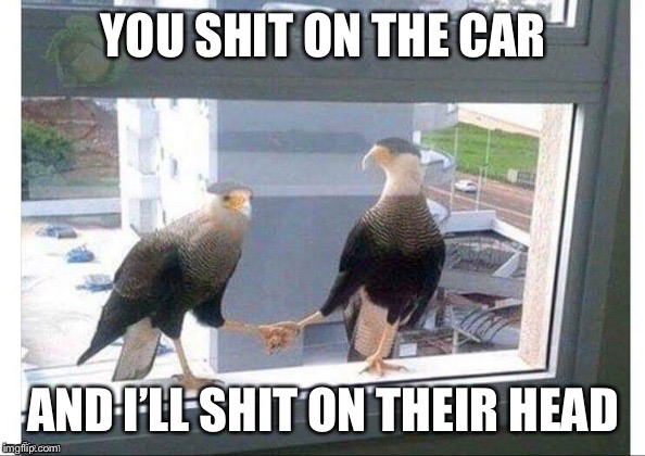 YOU SHIT ON THE CAR AND I’LL SHIT ON THEIR HEAD | made w/ Imgflip meme maker