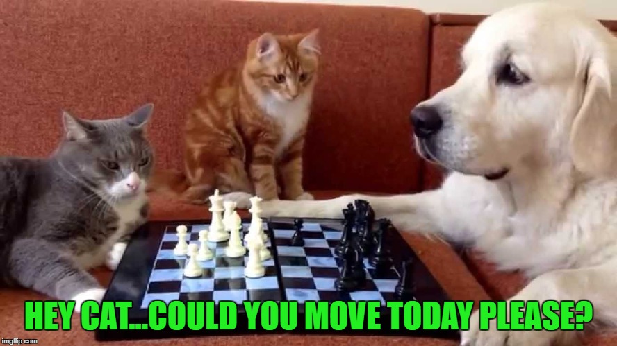 HEY CAT...COULD YOU MOVE TODAY PLEASE? | made w/ Imgflip meme maker
