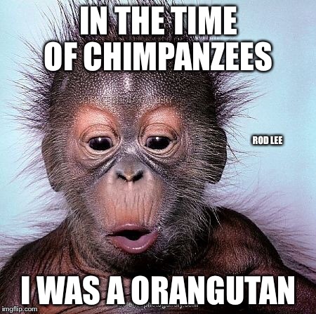 Rod Lee | IN THE TIME OF CHIMPANZEES; ROD LEE; I WAS A ORANGUTAN | image tagged in funny,monkeys | made w/ Imgflip meme maker