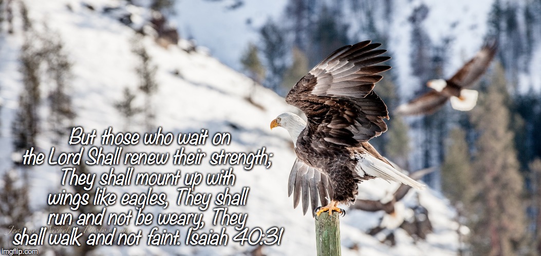Those who Wait | But those who wait on the Lord
Shall renew their strength; They shall mount up with wings like eagles,
They shall run and not be weary,
They shall walk and not faint. Isaiah 40:31 | image tagged in faith,hope | made w/ Imgflip meme maker