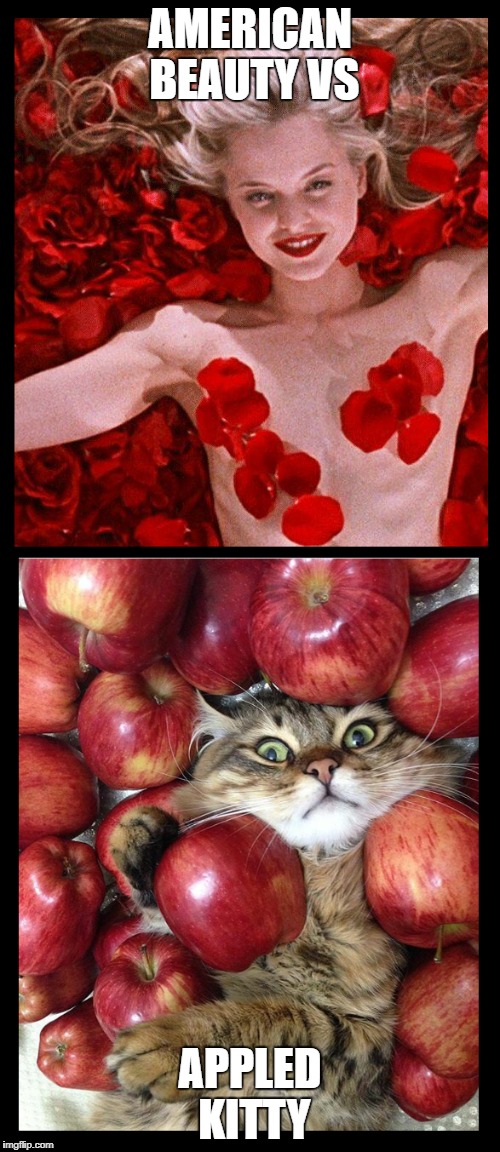 AMERICAN BEAUTY VS; APPLED KITTY | image tagged in american beauty,cat,rose,apple,fluffy,blonde | made w/ Imgflip meme maker