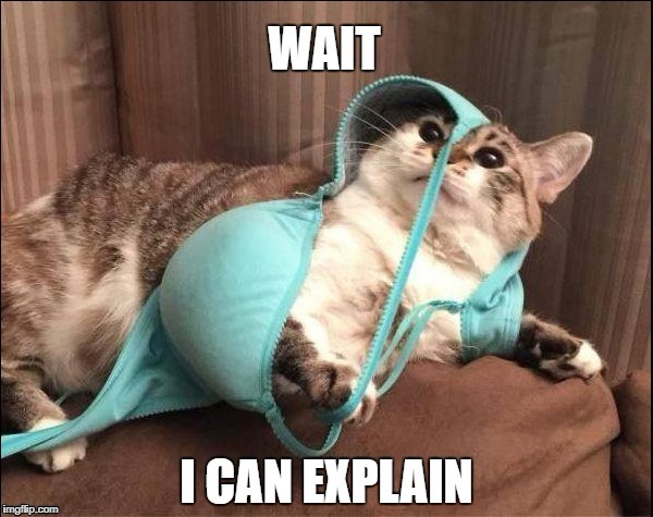 image tagged in cat,bra,caught in the act | made w/ Imgflip meme maker
