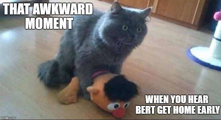 Awkward! | THAT AWKWARD MOMENT; WHEN YOU HEAR BERT GET HOME EARLY | image tagged in memes,bert and ernie,grumpy cat | made w/ Imgflip meme maker