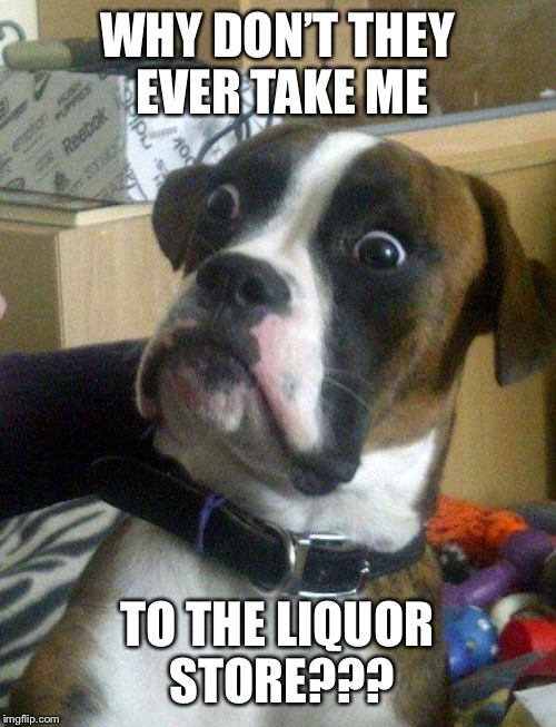 Licker Store. Get it? | WHY DON’T THEY EVER TAKE ME; TO THE LIQUOR STORE??? | image tagged in blankie the shocked dog,memes,funny,bad puns | made w/ Imgflip meme maker