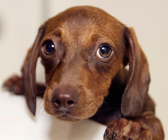 eager pup Blank Meme Template