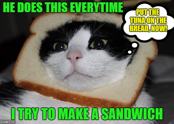 Nothing to see here, just us slices of bread | HE DOES THIS EVERYTIME; PUT THE TUNA ON THE BREAD, NOW! I TRY TO MAKE A SANDWICH | image tagged in funny memes,cat,sandwich | made w/ Imgflip meme maker