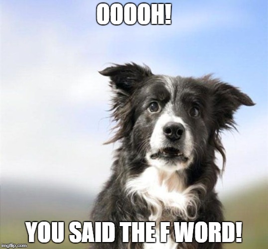 Surprised Border Collie | OOOOH! YOU SAID THE F WORD! | image tagged in surprised border collie | made w/ Imgflip meme maker