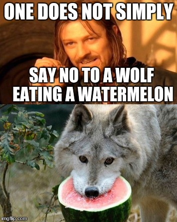 Wolves gonna nom, nom, nom... | ONE DOES NOT SIMPLY; SAY NO TO A WOLF EATING A WATERMELON | image tagged in watermelon,lotr,one does not simply,boromir,conflicted boromir | made w/ Imgflip meme maker