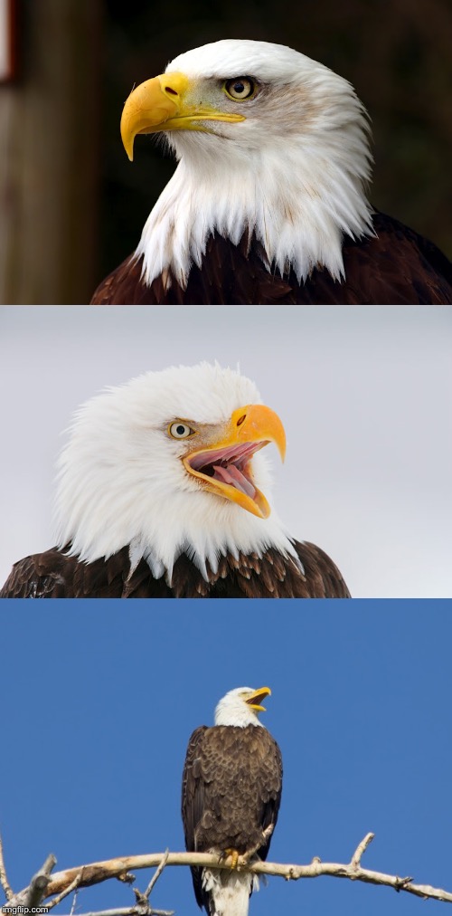 High Quality bad pun eagle Blank Meme Template