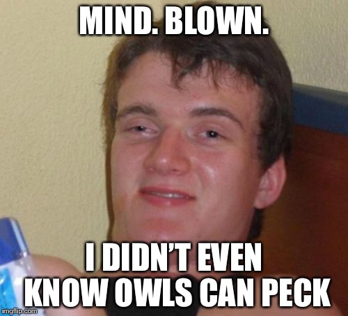 10 Guy Meme | MIND. BLOWN. I DIDN’T EVEN KNOW OWLS CAN PECK | image tagged in memes,10 guy | made w/ Imgflip meme maker