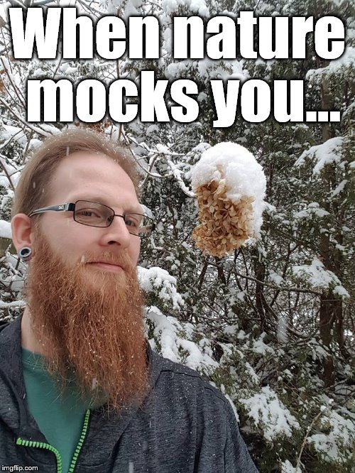 Natures a BeeOitch | When nature mocks you... | image tagged in nature beards | made w/ Imgflip meme maker