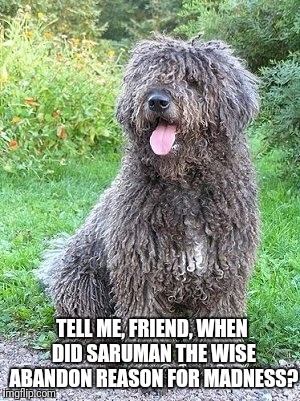 Tell Me, Friend... | TELL ME, FRIEND, WHEN DID SARUMAN THE WISE ABANDON REASON FOR MADNESS? | image tagged in gandalf,saruman,lotr,quote,dog,grey | made w/ Imgflip meme maker