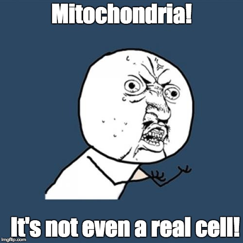 Y U No Meme | Mitochondria! It's not even a real cell! | image tagged in memes,y u no | made w/ Imgflip meme maker