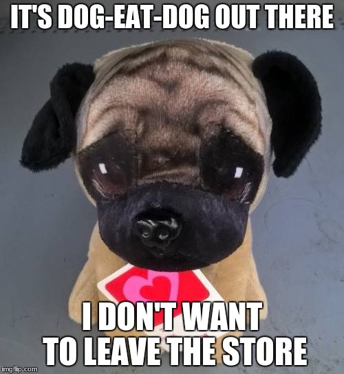Puppy | IT'S DOG-EAT-DOG OUT THERE; I DON'T WANT TO LEAVE THE STORE | image tagged in puppy | made w/ Imgflip meme maker
