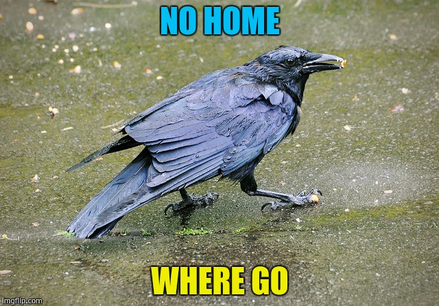 NO HOME; WHERE GO | image tagged in no home where go | made w/ Imgflip meme maker