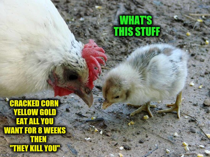 Life of an Alabama Chicken | WHAT'S THIS STUFF; CRACKED CORN YELLOW GOLD EAT ALL YOU WANT FOR 8 WEEKS      THEN "THEY KILL YOU" | image tagged in memes,eat mor chikin | made w/ Imgflip meme maker