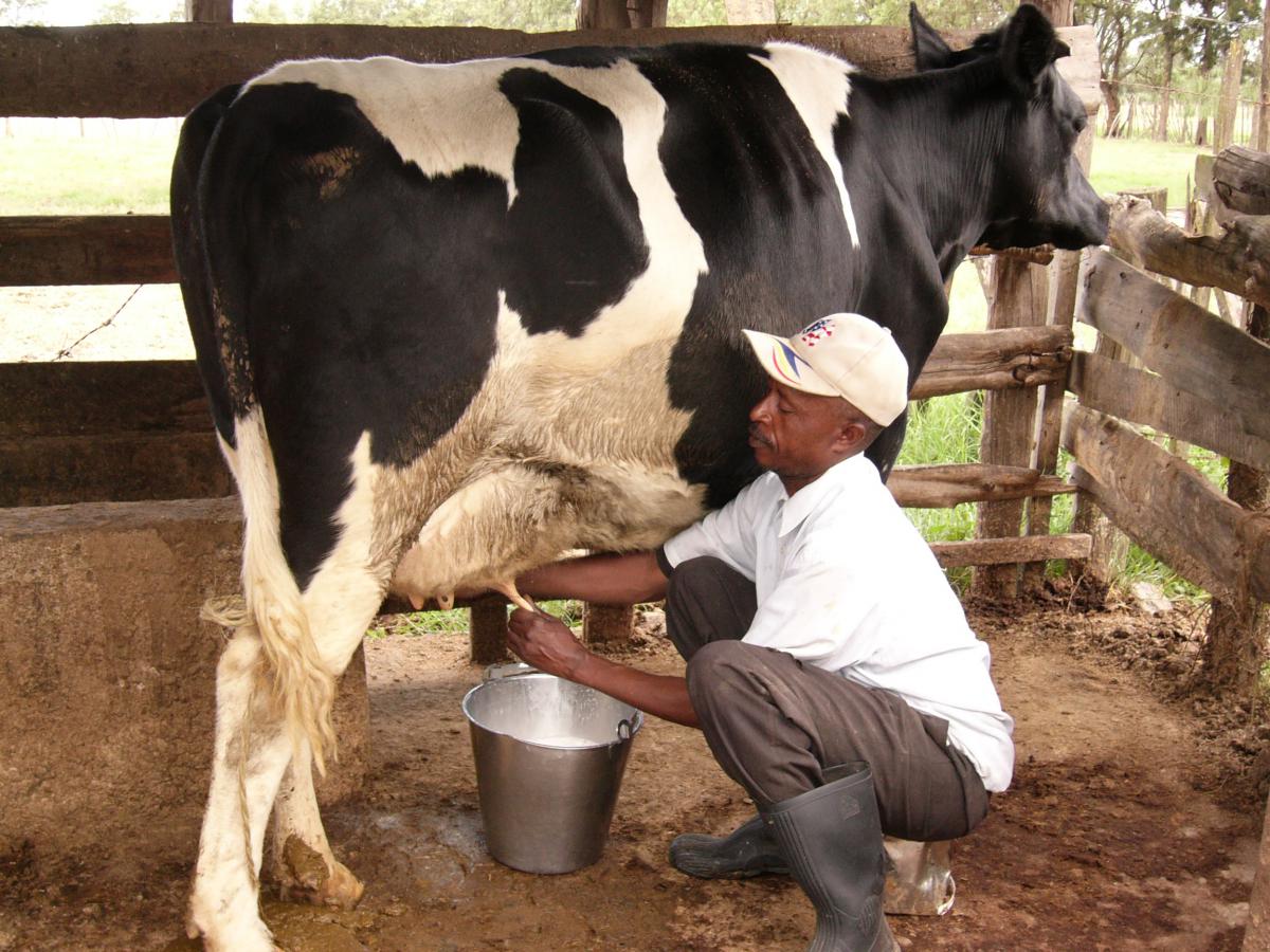 Cow milking Blank Meme Template