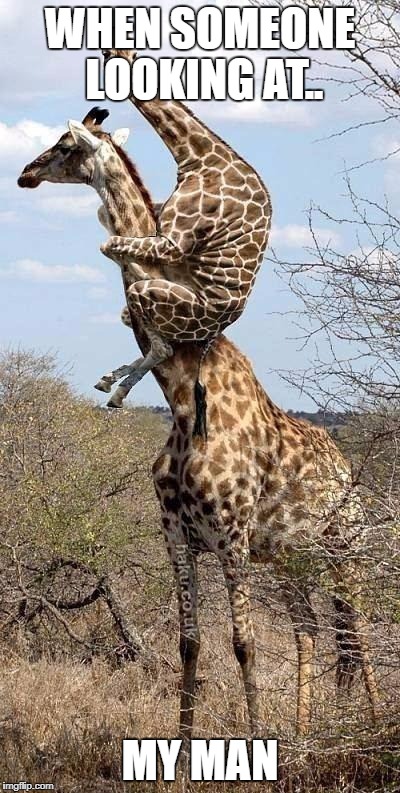 Funny Giraffe | WHEN SOMEONE LOOKING AT.. MY MAN | image tagged in funny giraffe | made w/ Imgflip meme maker