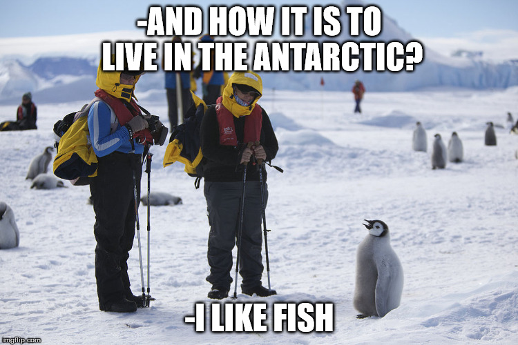 i like fiz | -AND HOW IT IS TO LIVE IN THE ANTARCTIC? -I LIKE FISH | image tagged in fish,penguin,antarctic | made w/ Imgflip meme maker