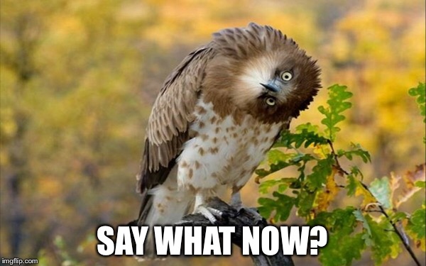 Confused Birb | SAY WHAT NOW? | image tagged in hawk,bird,birb,confused,wat | made w/ Imgflip meme maker