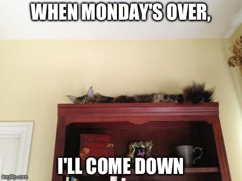 image tagged in funny,cats,monday | made w/ Imgflip meme maker