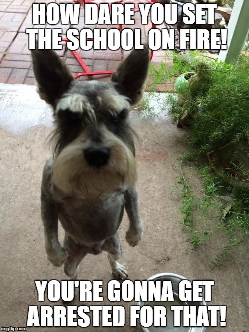 Angry dog | HOW DARE YOU SET THE SCHOOL ON FIRE! YOU'RE GONNA GET ARRESTED FOR THAT! | image tagged in angry dog | made w/ Imgflip meme maker