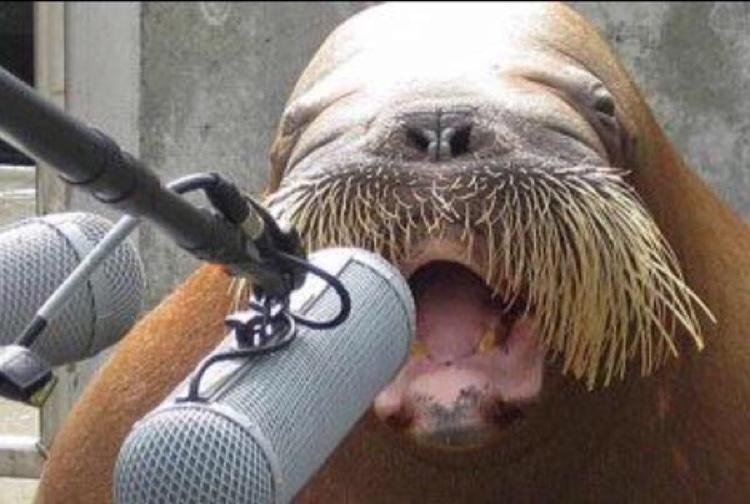 walrus at microphone Blank Meme Template