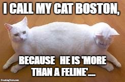 I CALL MY CAT BOSTON, BECAUSE   HE IS 'MORE THAN A FELINE'.... | image tagged in cats | made w/ Imgflip meme maker