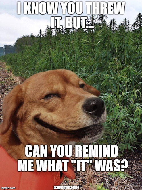 I KNOW YOU THREW IT, BUT... CAN YOU REMIND ME WHAT "IT" WAS? SERIOUSLYWTF.COMON | image tagged in dogs,stoners,pot | made w/ Imgflip meme maker