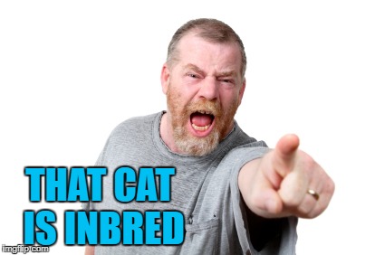 THAT CAT IS INBRED | made w/ Imgflip meme maker