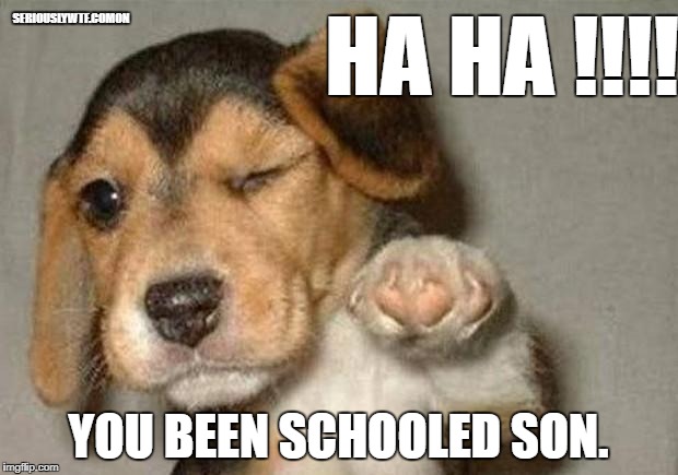 Winking Dog | SERIOUSLYWTF.COMON; HA HA !!!!! YOU BEEN SCHOOLED SON. | image tagged in winking dog | made w/ Imgflip meme maker