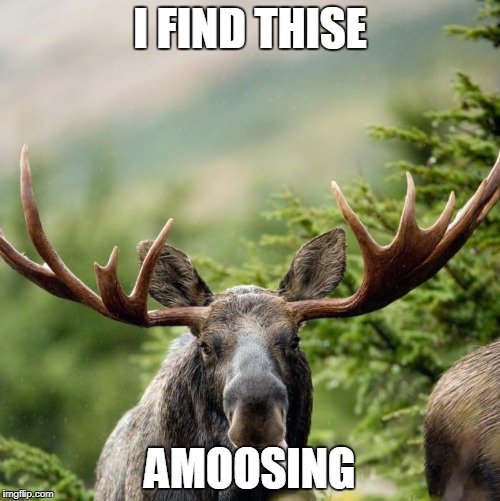 Moose | I FIND THISE; AMOOSING | image tagged in moose | made w/ Imgflip meme maker