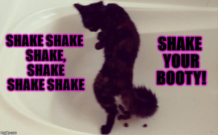 SHAKE YOUR BOOTY! SHAKE SHAKE SHAKE, SHAKE SHAKE SHAKE | image tagged in booty shake cat | made w/ Imgflip meme maker