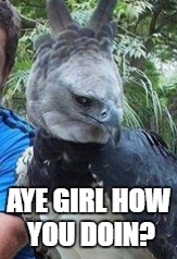 AYE GIRL HOW YOU DOIN? | image tagged in memes | made w/ Imgflip meme maker