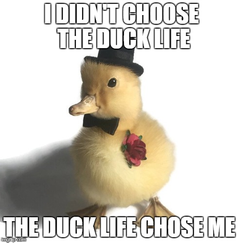 the duck life | I DIDN'T CHOOSE THE DUCK LIFE; THE DUCK LIFE CHOSE ME | image tagged in meme,duck | made w/ Imgflip meme maker