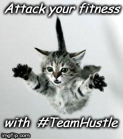 Highland Hustle Attack Cat | Attack your fitness; with  #TeamHustle | image tagged in cat,fitness,hustle | made w/ Imgflip meme maker