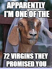 Muslim Goat Bride | APPARENTLY I'M ONE OF THE; 72 VIRGINS THEY PROMISED YOU | image tagged in muslim goat bride | made w/ Imgflip meme maker
