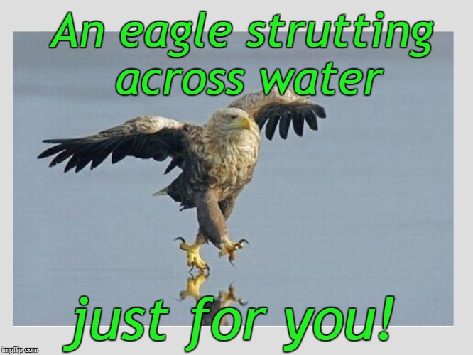 jesus eagle | An eagle strutting across water; just for you! | image tagged in jesus eagle | made w/ Imgflip meme maker