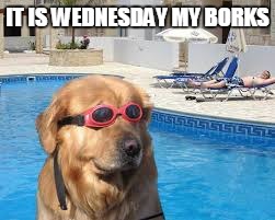 borksday | IT IS WEDNESDAY MY BORKS | image tagged in funny,meme,funny meme | made w/ Imgflip meme maker