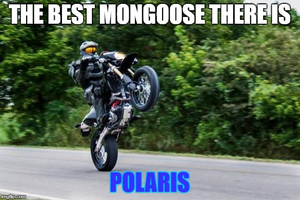 Halo spartan | THE BEST MONGOOSE THERE IS; POLARIS | image tagged in halo spartan | made w/ Imgflip meme maker