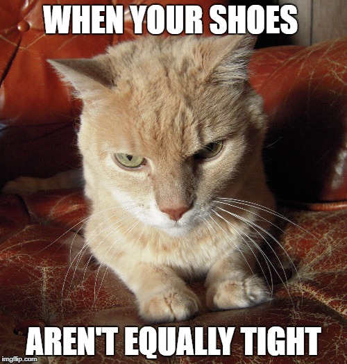 Irritated Ted | WHEN YOUR SHOES; AREN'T EQUALLY TIGHT | image tagged in cats | made w/ Imgflip meme maker