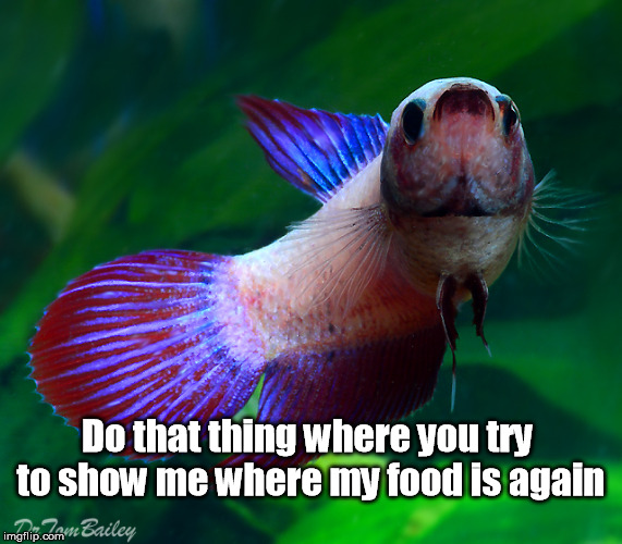 Betta owners understand | Do that thing where you try to show me where my food is again | image tagged in fish,pets,betta,food | made w/ Imgflip meme maker