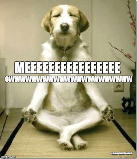 OWWWWWWWWWWWWWWWWWWWWWW; MEEEEEEEEEEEEEEEE; SERIOUSLYWTF.COMON | image tagged in meditation,funny dogs,funny cats | made w/ Imgflip meme maker