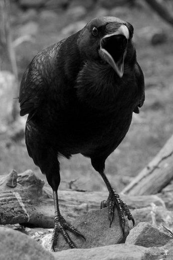 Cawing crow Blank Meme Template
