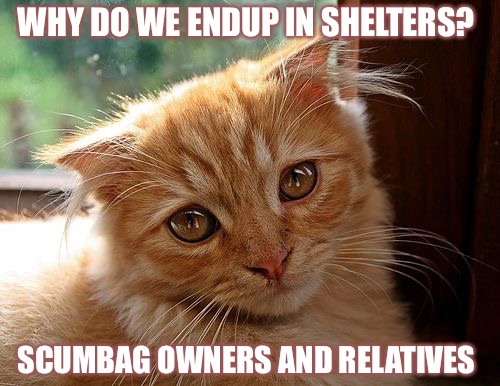 If You Love The Owner, Love The Pet | WHY DO WE ENDUP IN SHELTERS? SCUMBAG OWNERS AND RELATIVES | image tagged in sad cat,scumbag,fake people,peta | made w/ Imgflip meme maker