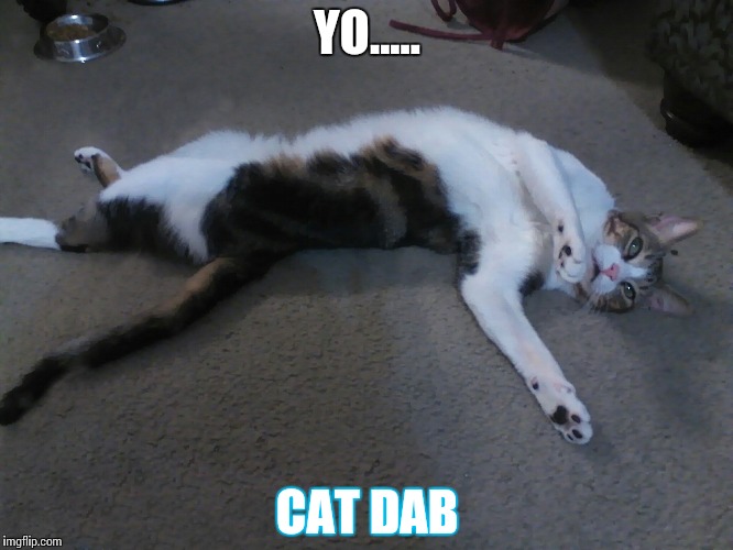 Cat dab | YO..... CAT DAB | image tagged in cat,dab | made w/ Imgflip meme maker
