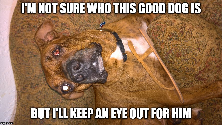 I'M NOT SURE WHO THIS GOOD DOG IS BUT I'LL KEEP AN EYE OUT FOR HIM | made w/ Imgflip meme maker
