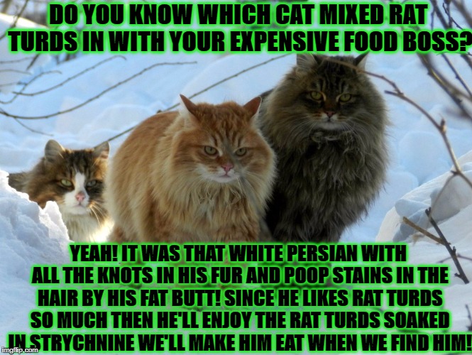 MAFIA CATS | DO YOU KNOW WHICH CAT MIXED RAT TURDS IN WITH YOUR EXPENSIVE FOOD BOSS? YEAH! IT WAS THAT WHITE PERSIAN WITH ALL THE KNOTS IN HIS FUR AND POOP STAINS IN THE HAIR BY HIS FAT BUTT! SINCE HE LIKES RAT TURDS SO MUCH THEN HE'LL ENJOY THE RAT TURDS SOAKED IN STRYCHNINE WE'LL MAKE HIM EAT WHEN WE FIND HIM! | image tagged in mafia cats | made w/ Imgflip meme maker