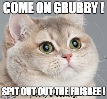 Heavy Breathing Cat | COME ON GRUBBY ! SPIT OUT OUT THE FRISBEE ! | image tagged in memes,heavy breathing cat | made w/ Imgflip meme maker