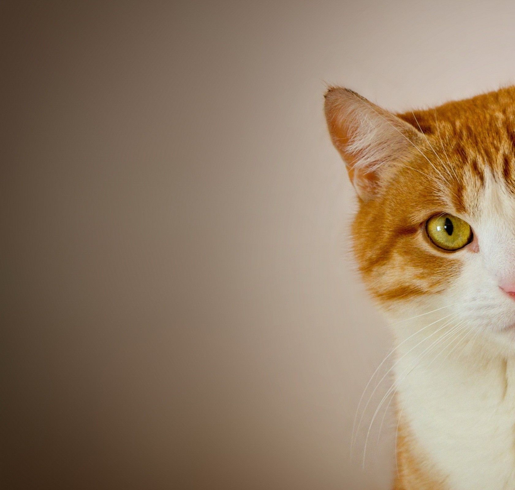 Cheeky Blank Meme Template